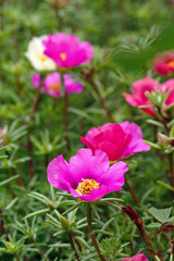 Portulaca oleracea flowers photographed close-up. Ornamental vegetation in the garden.