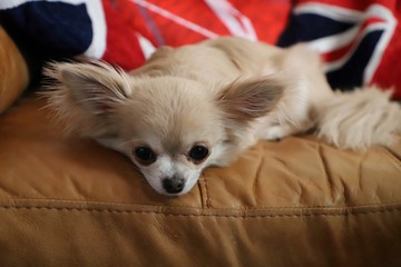 Chihuahua dog lying on sofa resting