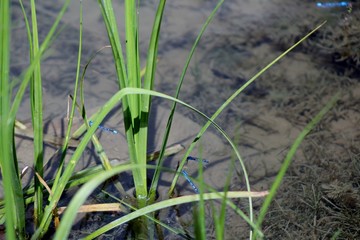 three free spirit dragonflies