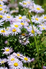 butterfly on wildflower