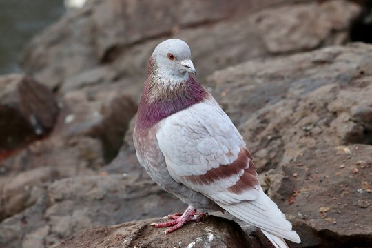 Closeup image of wood pigeon on rocks