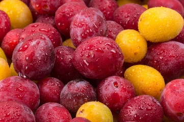 Yellow and red plums in droplets of water. Textures of fresh red and yelloy blue plums.