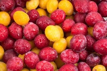 Yellow and red plums in droplets of water. Textures of fresh red and yelloy blue plums.