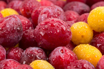Yellow and red plums in droplets of water. Textures of fresh red and yelloy blue plums.