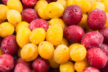 Yellow and red plums in droplets of water. Textures of fresh red and yelloy blue plums.
