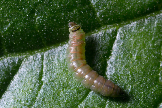 Larva de tuta sobre hoja de tomate, fuera de la galer&iacute;a