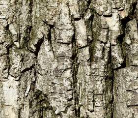 Rinde - Borke - Baumrinde - Walnussbaum