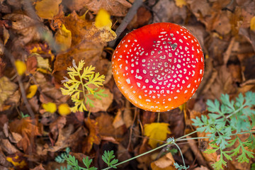 Amanita in the autumn forest. Photo taken close-up.