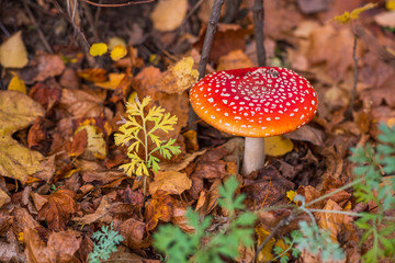 Amanita in the autumn forest. Photo taken close-up.