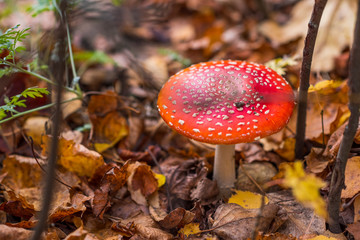 Amanita in the autumn forest. Photo taken close-up.