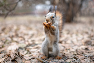 Obraz premium Squirrel eats nuts on fallen leaves in autumn.
