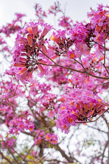 Bright Pink Blooming Flowers