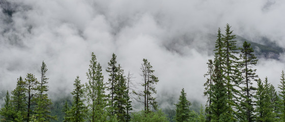Canada, Mountains, snow, sky, Alberta, North, Winter, Pine, Trees, Leaves