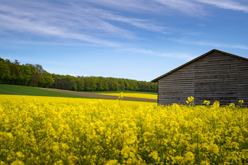 Alte Holzh&uuml;tte in einen Rapsfeld