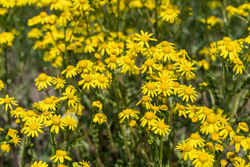 Blühendes Kreuzjakobskraut