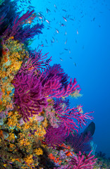 The beautiful colors of the sea © veliferum