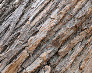 The bark of an old tree. Larch bark.