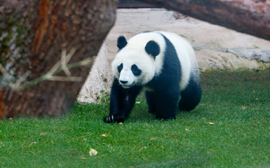 Fototapeta premium Giant Panda bear. It is a mammal of the bear family with a peculiar black-and-white coat color. The big Panda is found only in the mountain forests of several Western provinces of China.