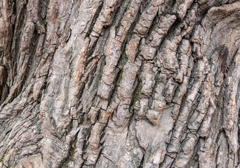 Obraz premium The bark of an old tree. Larch bark.