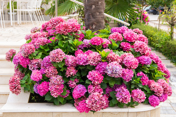 Blooming pink hortensia (Hydrangea) in the garden, Krk island, Croatia