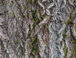 The bark of an old tree. Larch bark.