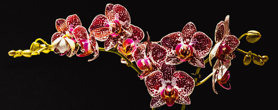 Falenopsis,  ćm&oacute;wka, Phalaenopsis multiflora roślina z rodziny storczykowatych, orchidea, storczyk