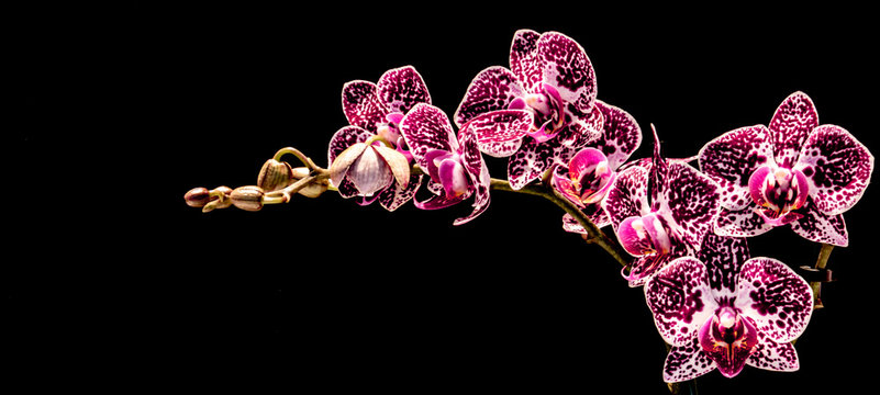 Falenopsis,  ćm&oacute;wka, Phalaenopsis multiflora roślina z rodziny storczykowatych, orchidea, storczyk