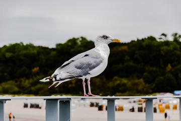 Vogel mit Aussicht 