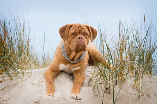 Puppy of Dogue de Bordeaux posing Outdoors