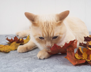 white red cat with autumn leaves, near copy of space, concept of harvest, comfort