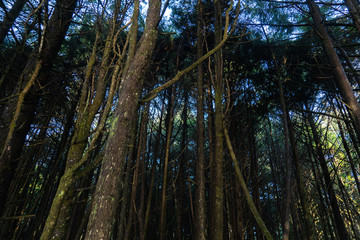 Fototapeta premium trees in the forest
