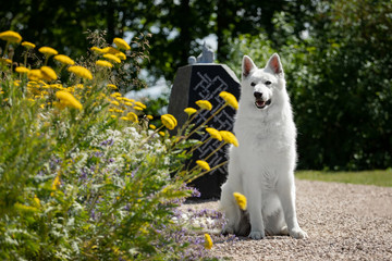 Old white swiss shepherd dog poses in summer