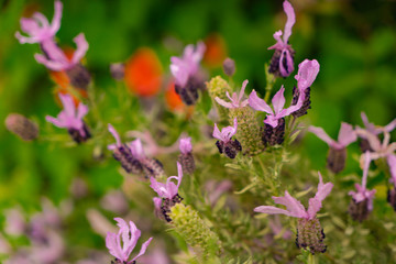 lavender purple flowers in the garden