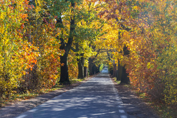 forest road among colorful autumn trees