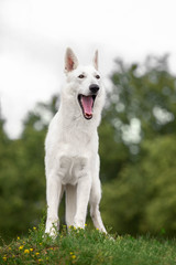 Young white swiss shepherd dog poses on a stone in summer
