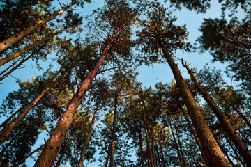 view from the forest floor towards the sky on a sunny day