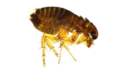 Flea flea - Pulex isolated on a clear white background. parasite of humans and animals. photo taken...
