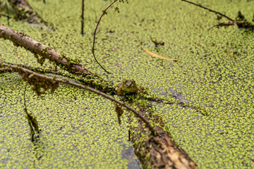 Frog in a pond