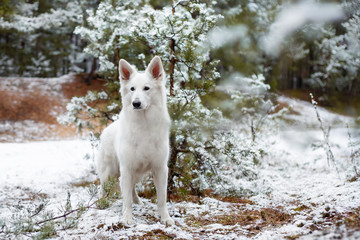 Adorable young White Swiss shepherd dog posing in winter outdoors