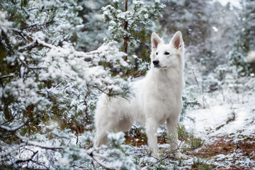 Adorable young White Swiss shepherd dog posing in winter outdoors