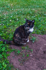 Naklejka na ściany i meble Young black and white cat walks in the country yard.