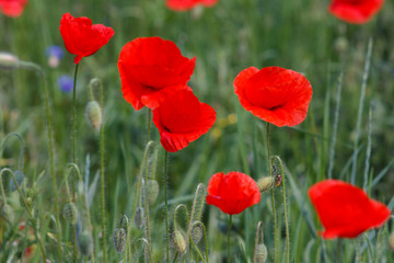 Obraz premium Flowers Red poppies and blue cornflowers blossom on wild field.
