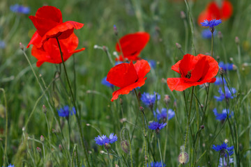 Fototapeta na wymiar Flowers Red poppies and blue cornflowers blossom on wild field.