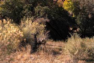 fawn and deer in the forest