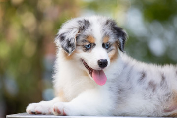 Adorable Blue merle Australian shepherd dog puppy posing in summer