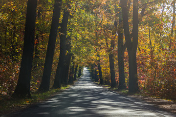 forest road among colorful autumn trees