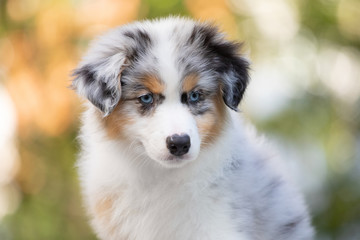 Naklejka na ściany i meble Adorable Blue merle Australian shepherd dog puppy posing in summer