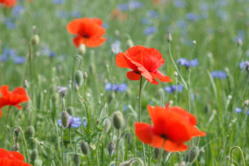 Fototapeta na wymiar Flowers Red poppies and blue cornflowers blossom on wild field.