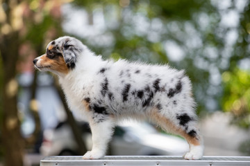 Adorable Blue merle Australian shepherd dog puppy posing in summer