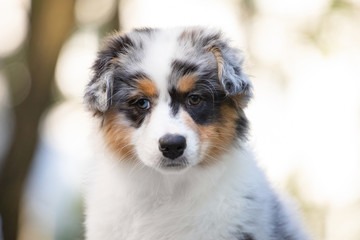 Adorable Blue merle Australian shepherd dog puppy posing in summer